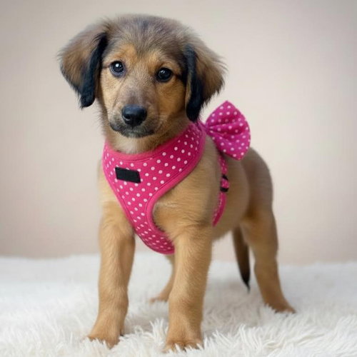 Cherry, an adoptable Golden Retriever in Mobile, AL