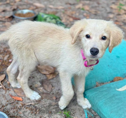 Buddie, an adoptable Golden Retriever in Mobile, AL