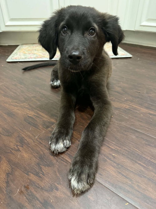 Bingo, an adoptable Golden Retriever in Mobile, AL