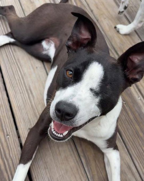 Scooby, an adoptable Terrier in Mobile, AL