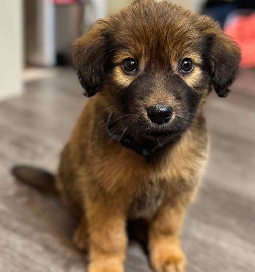 Major, an adoptable Labrador Retriever in Mobile, AL