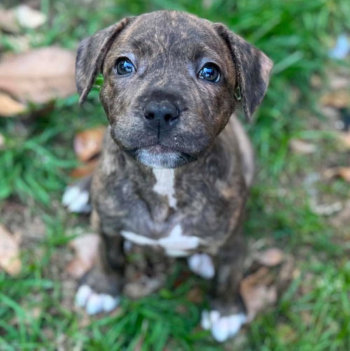 Milo, an adoptable Catahoula Leopard Dog in Mobile, AL