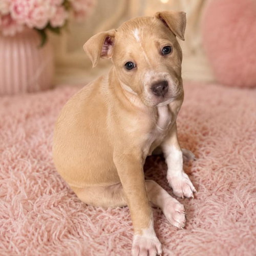Maple, an adoptable Catahoula Leopard Dog in Mobile, AL