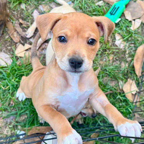 Muffin, an adoptable Catahoula Leopard Dog in Mobile, AL