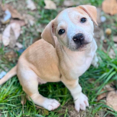Mabel, an adoptable Catahoula Leopard Dog in Mobile, AL