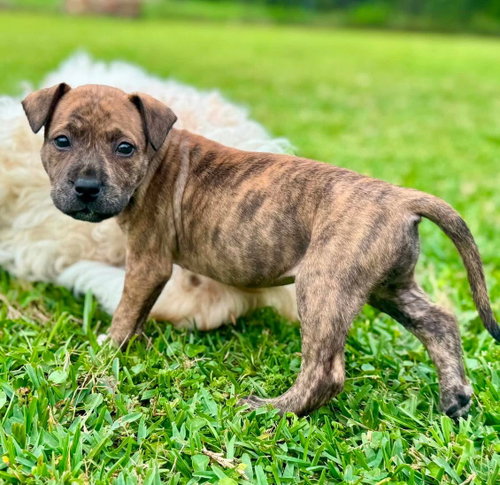 Mocha, an adoptable Catahoula Leopard Dog in Mobile, AL