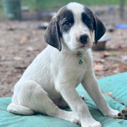 Crew, an adoptable Great Pyrenees in Mobile, AL