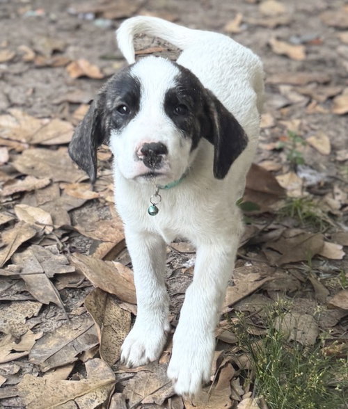 Cain, an adoptable Great Pyrenees in Mobile, AL