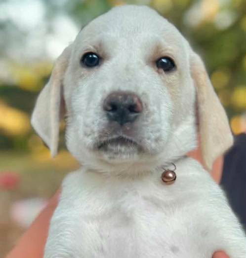 Case, an adoptable Great Pyrenees in Mobile, AL
