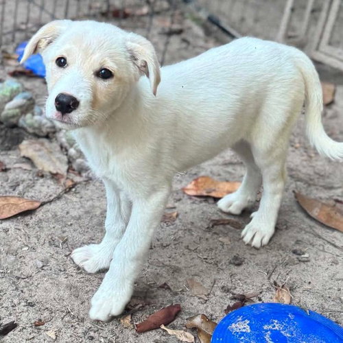 Cruz, an adoptable Great Pyrenees in Mobile, AL