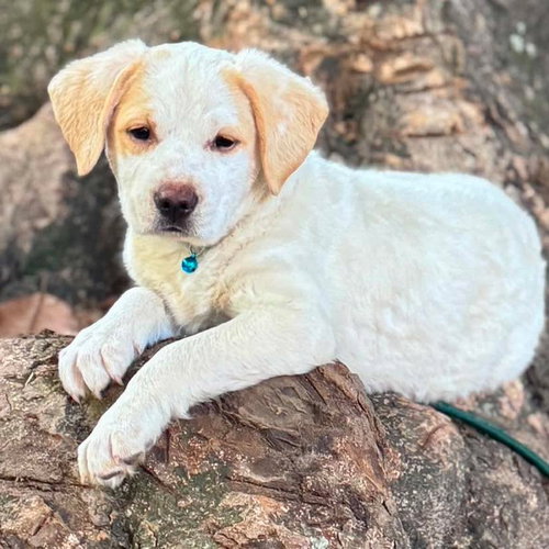 Stewie, an adoptable Great Pyrenees in Mobile, AL