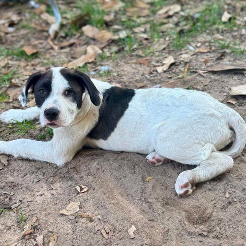 Sebie, an adoptable Great Pyrenees in Mobile, AL