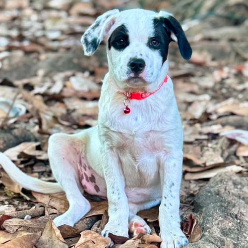 Stellie, an adoptable Great Pyrenees in Mobile, AL
