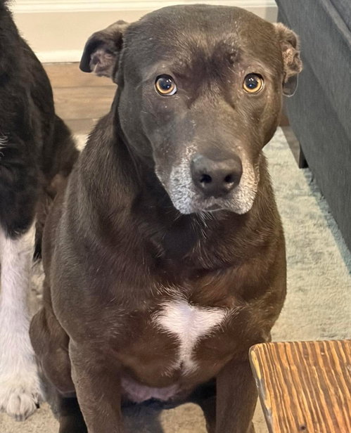 Raya, a dog for adoption from Wags and Whiskers Animal Rescue League