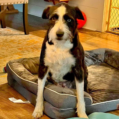 Holly, an adoptable Border Collie in Mobile, AL