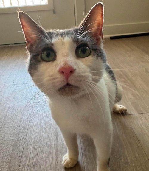 Simon, an adoptable Domestic Short Hair in Mobile, AL