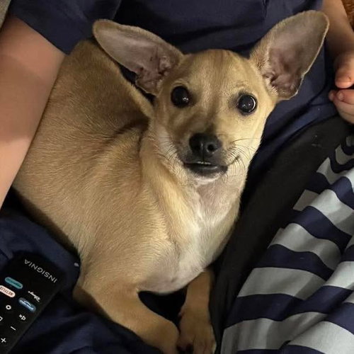 Tequila, an adoptable Chihuahua in Mobile, AL