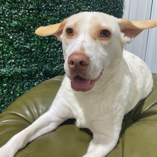 Boudreaux, an adoptable Dachshund in Mobile, AL