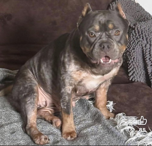 Clarabelle, an adoptable American Bulldog in Mobile, AL
