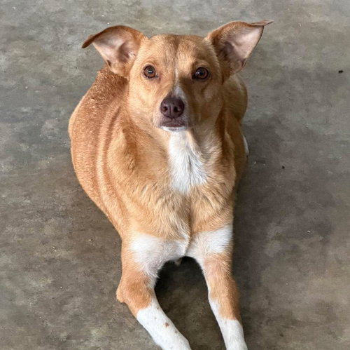 Pixie, an adoptable Terrier in Mobile, AL