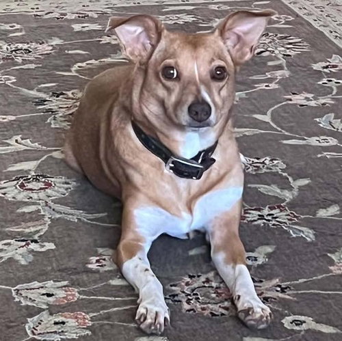 Pixie, a dog for adoption from Wags and Whiskers Animal Rescue League