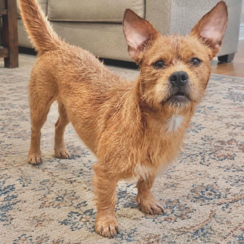 Toby, a dog for adoption from Wags and Whiskers Animal Rescue League
