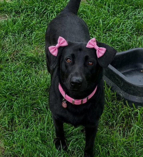 Nancy, an adoptable Labrador Retriever in Mobile, AL