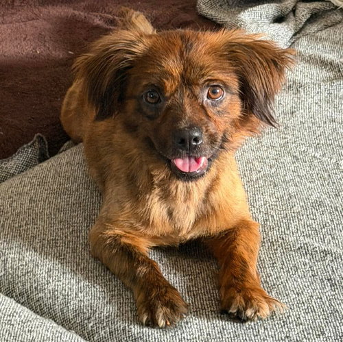 Trooper, an adoptable Shih Tzu in Mobile, AL
