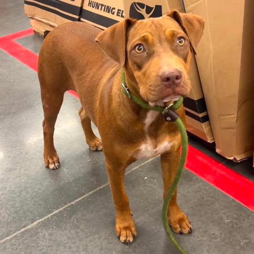 Millie, a dog for adoption from Wags and Whiskers Animal Rescue League