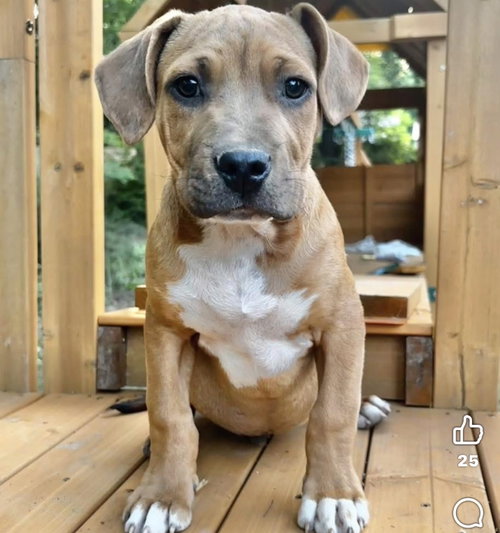 Maxie, an adoptable Black Mouth Cur in Mobile, AL
