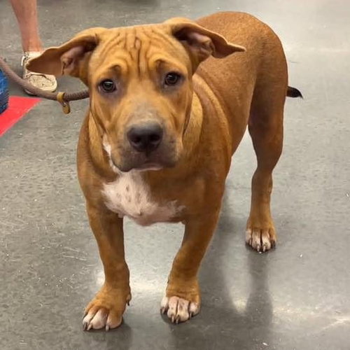 Maxie, a dog for adoption from Wags and Whiskers Animal Rescue League