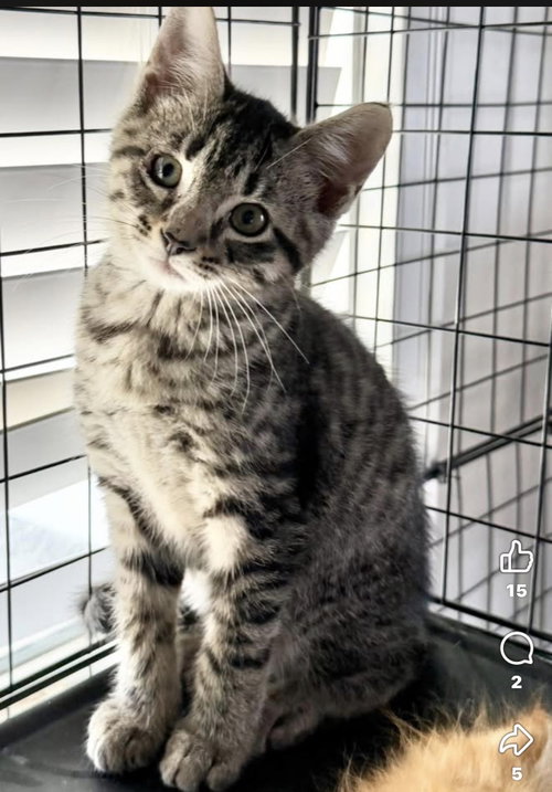Merlin, an adoptable Domestic Short Hair in Mobile, AL
