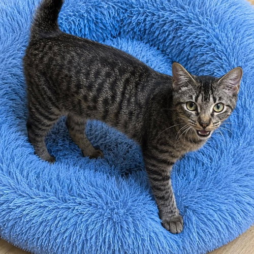 picture of the cat needing adoption