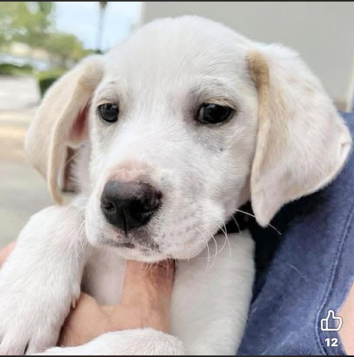 Sidney, an adoptable Labrador Retriever in Mobile, AL