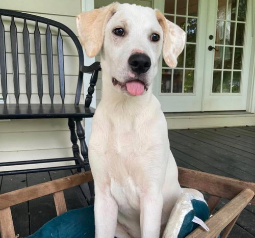 Sidney, a dog for adoption from Wags and Whiskers Animal Rescue League