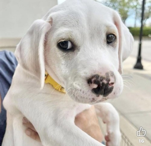 Susie, an adoptable Labrador Retriever in Mobile, AL