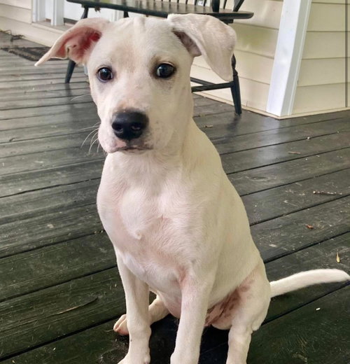 Susie, a dog for adoption from Wags and Whiskers Animal Rescue League