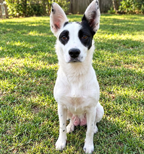 Ally, a dog for adoption from Wags and Whiskers Animal Rescue League