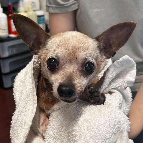 Missy Mae, an adoptable Chihuahua in Mobile, AL