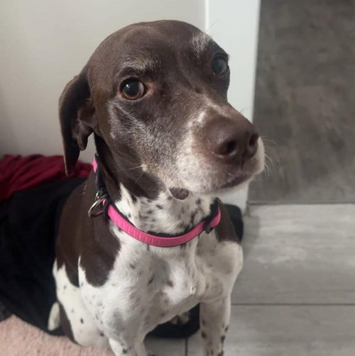 Remy, an adoptable German Shorthaired Pointer in Mobile, AL