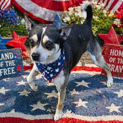 Fonzi, an adoptable Chihuahua in Mobile, AL