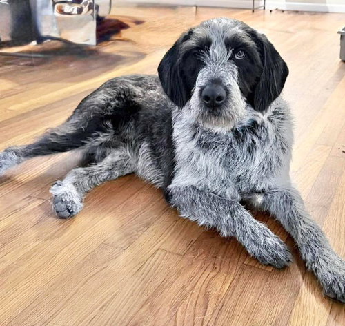 Libby Lou, an adoptable German Shorthaired Pointer in Mobile, AL