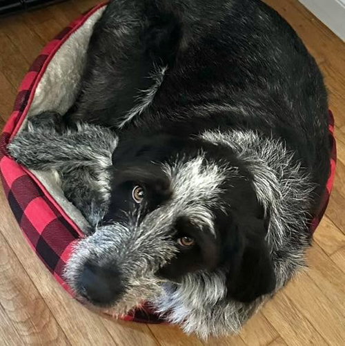 Libby Lou, a dog for adoption from Wags and Whiskers Animal Rescue League