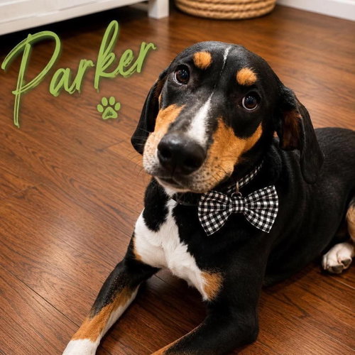 Photo 2 of Parker