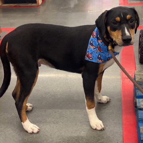 Parker, a dog for adoption from Wags and Whiskers Animal Rescue League
