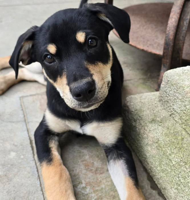 Oscar