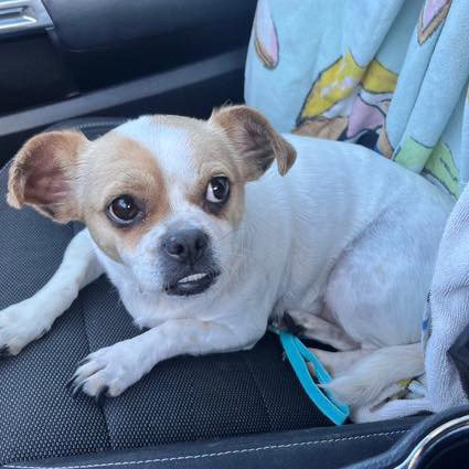 Macie, an adoptable Chihuahua in Mobile, AL