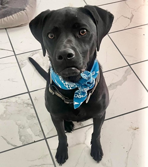 Hobie, an adoptable Black Labrador Retriever in Mobile, AL