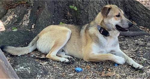 Koda