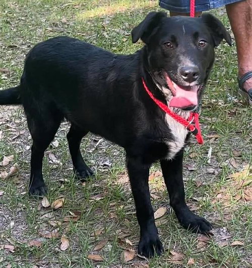 Ranger, an adoptable Australian Cattle Dog in Mobile, AL